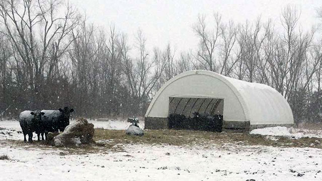 Cows sheltering in the hoop barn during the snow storm
