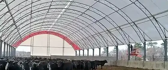 Cattle confinement with steel posts and concrete walls