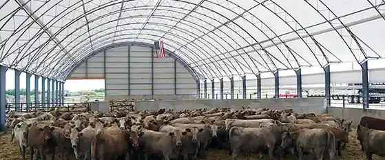 cattle hoop building with side curtains