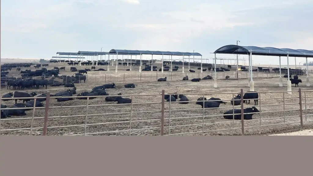 Rush-co permanent livestock shade